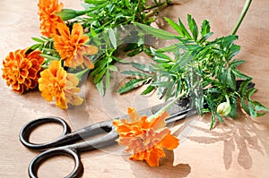 Floristic background with old vintage scissors and marigold flower.