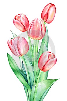 Floristic composition with watercolor hand drawn red pink tulip flowers on white background