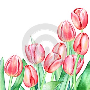 Floristic composition with watercolor hand drawn red pink tulip flowers on white background