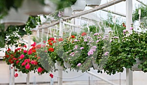 Floristics and growing plants in orangery. Many miniature pink and red roses in pots