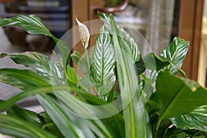 Floristics and landscaping of the interior with the help of yuka trees in pots