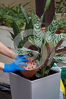 Floristics and landscaping of the interior with the help of yuka trees in pots