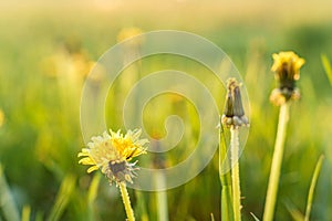 Floristry, women day, mother day, Valentine day, holidays concept - meadow with silhouetted yellow dandelions and