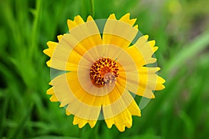 Florists Chrysanthemum in full bloom photo