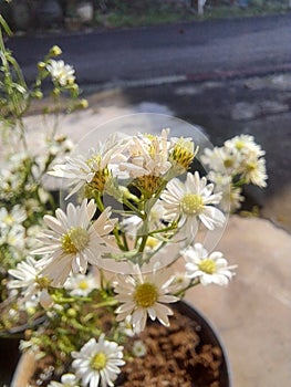 Florists Chrysanthemum in the morning photo