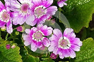 Florists cineraria flowers