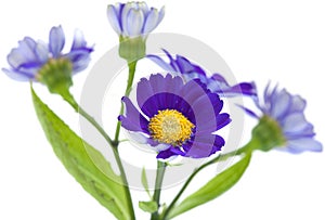 Florists Cineraria photo