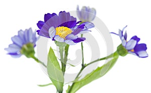 Florists Cineraria