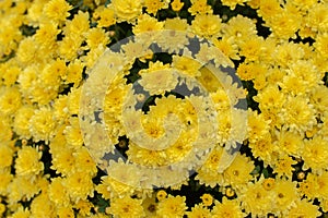 Florists Daisy Chrysanthemum morifolium in garden