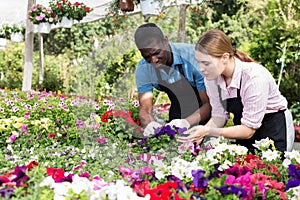 Florists working in greenhouse