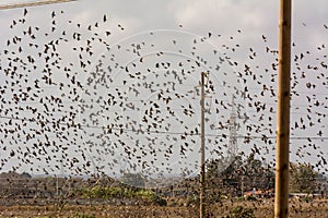 Flosk of Starling in November in Italian Countryside