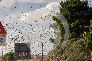 Flosk of Starling in November in Italian Countryside