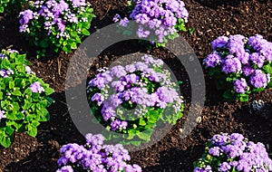 Floss flower Awesome leilani blue or ageratum blue bouque