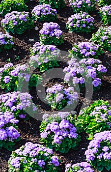 Floss flower Awesome leilani blue or ageratum blue bouque