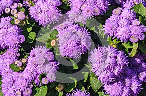 Floss flower Awesome leilani blue or ageratum blue bouque