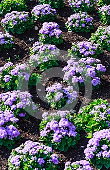 Floss flower Awesome leilani blue or ageratum blue bouque photo
