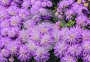 Floss flower Awesome leilani blue Floss flower Awesome leilani blue in background photo