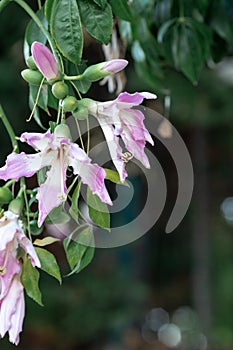 Floss Silk flower macro hang on tree at the park with sunny and blur background, Cyprus photo