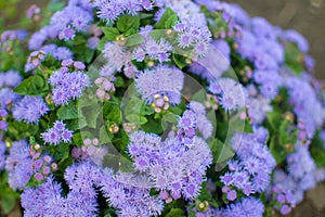 Flossflower Ageratum houstonianum in garden