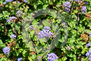 Flossflower, Bluemink or Blueweed - Ageratum Houstonianum