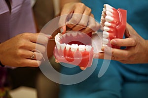 Flossing dental model photo