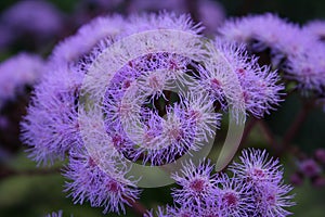 Flossy purple flowers photo