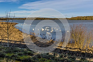 A flotilla of swans on Pitsford Reservoir, UK
