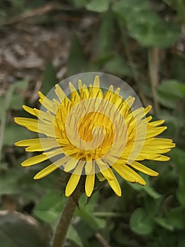 Flouers of sprin Dandelion