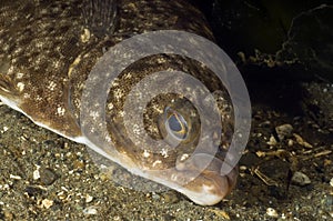 Flounder