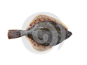 Flounder