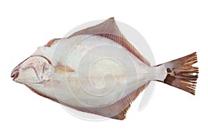 Flounder fish cold back isolated