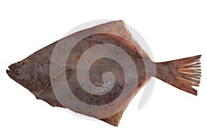 Flounder fish cold isolated