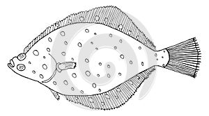 Flounder fish hand drawn. Black and white. Beautiful flatfish drawing on white background. Vector illustration