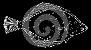 Flounder fish hand drawn. White contour of flatfish on black background. Vector illustration