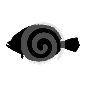 Flounder Fish Paralichthys Silhouette Found In Map Of Northern Atlantic and Pacific Oceans