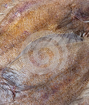 Flounder fish scales texture closeup