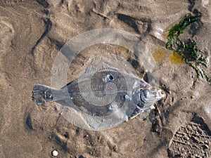 Flounder, flatfish washed up on beach, North Devon.