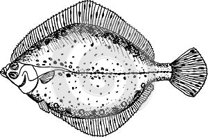 Flounder hand drawn fish