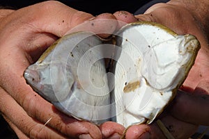 Flounder Platichthys flesus