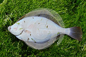 Flounder Platichthys flesus