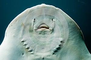 Flounder Portrait