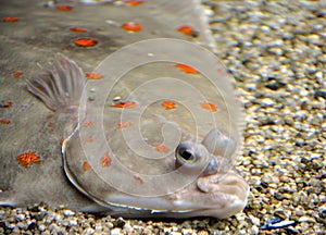 Flounder on the Sand 1