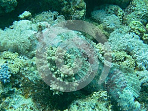 a flounder in the sand