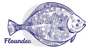 Flounder sketch. Flat ocean fish. Sea bottom animal