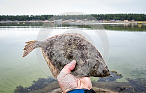 Flounder trophy fish