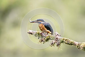 Floundering fish in the beak of a female kingfisher on a mossy branch