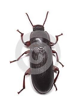 Flour beetle (Tribolium destructor)