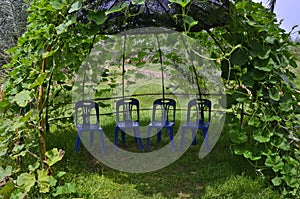 Flour blue chairs in the shadow of vine trellis arch