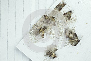 Flour moths