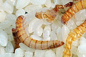 Flour worms. Rice infected flour worms